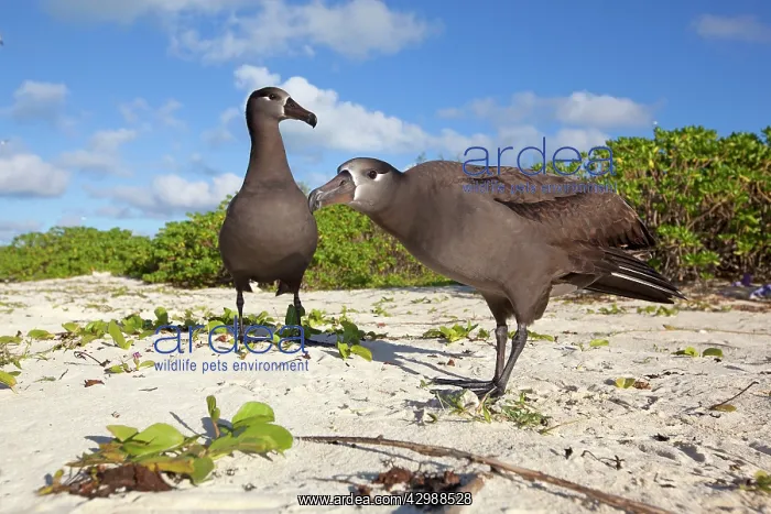 : Black-footed Albatross - displaying : Black-footed Albatross - displaying