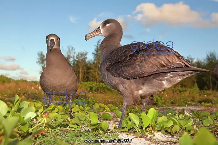 : Black-footed Albatross - displaying : Black-footed Albatross - displaying