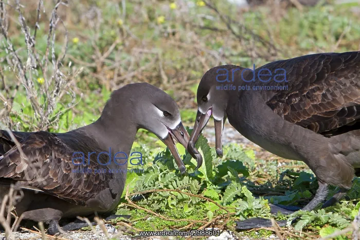 : Black-footed Albatross - displaying : Black-footed Albatross - displaying