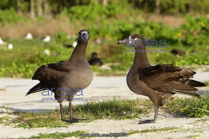 : Black-footed Albatross - displaying : Black-footed Albatross - displaying