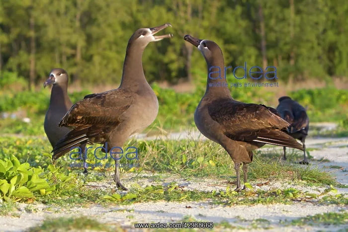 : Black-footed Albatross - displaying : Black-footed Albatross - displaying