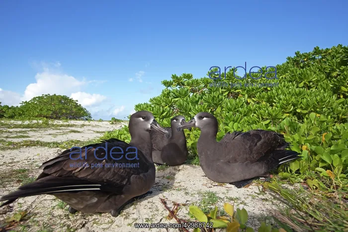 : Black-footed Albatross - displaying : Black-footed Albatross - displaying