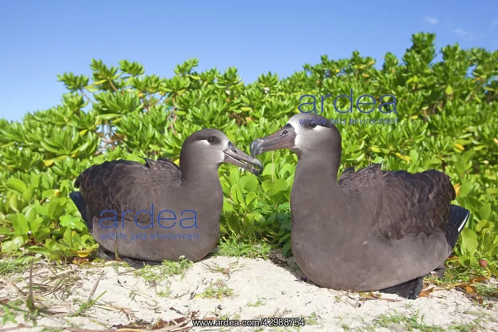 : Black-footed Albatross - displaying : Black-footed Albatross - displaying