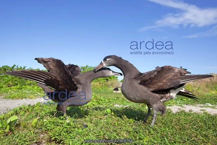 : Black-footed Albatross - displaying : Black-footed Albatross - displaying