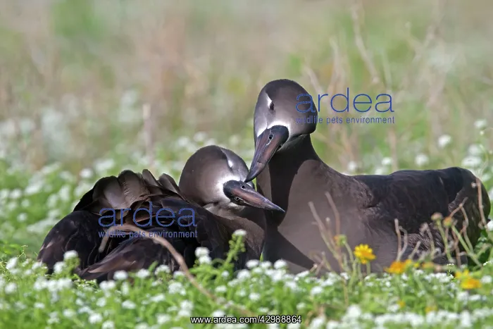 : Black-footed Albatross - displaying : Black-footed Albatross - displaying
