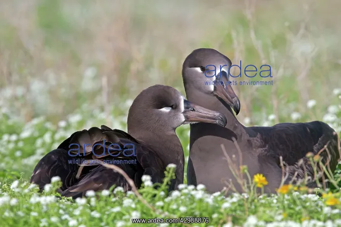 : Black-footed Albatross - displaying : Black-footed Albatross - displaying
