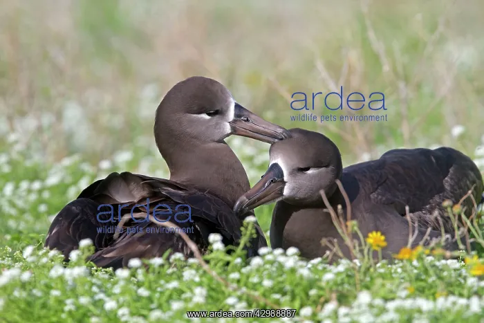 : Black-footed Albatross - displaying : Black-footed Albatross - displaying
