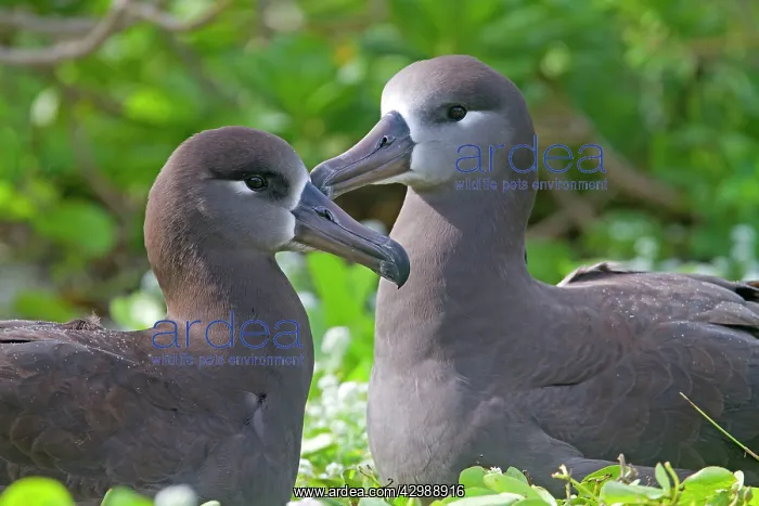: Black-footed Albatross - displaying : Black-footed Albatross - displaying
