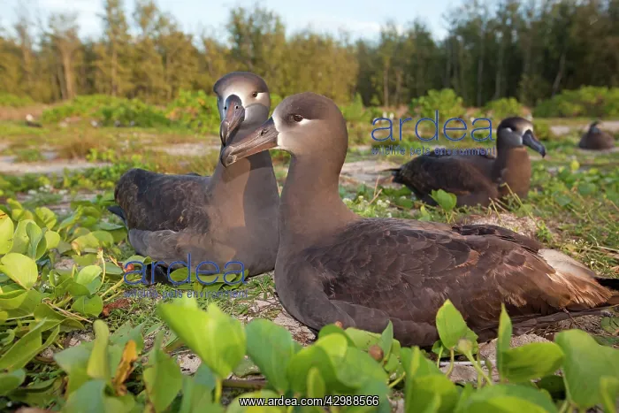 : Black-footed Albatross - displaying at nest : Black-footed Albatross - displaying at nest