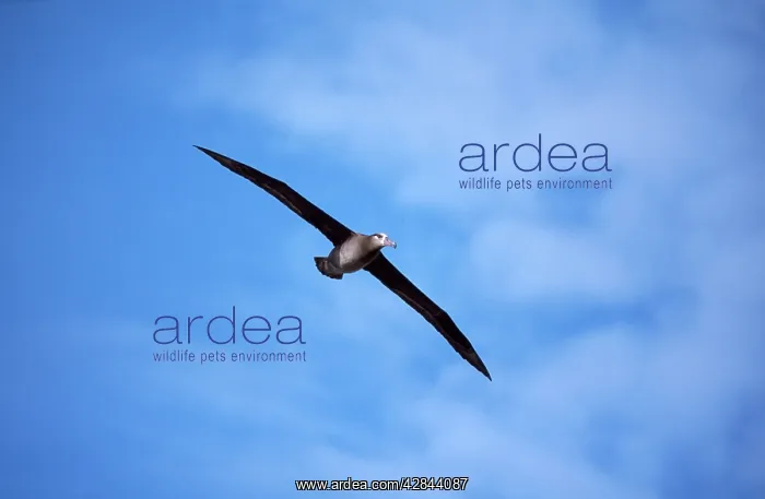 : Black-footed Albatross - in flight : Black-footed Albatross - in flight