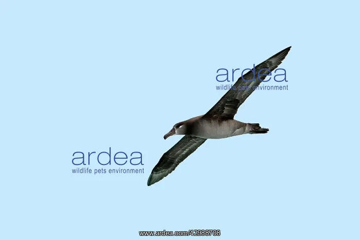 : Black-footed Albatross - in flight : Black-footed Albatross - in flight