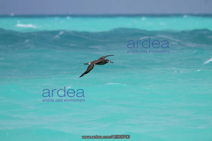 : Black-footed Albatross - in flight : Black-footed Albatross - in flight
