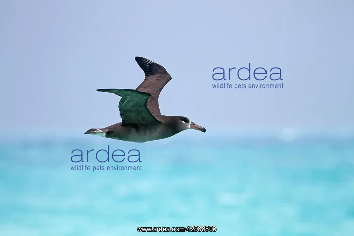 : Black-footed Albatross - in flight : Black-footed Albatross - in flight