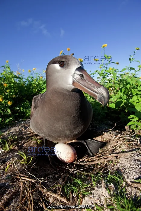 : Black-footed Albatross - at nest with egg : Black-footed Albatross - at nest with egg