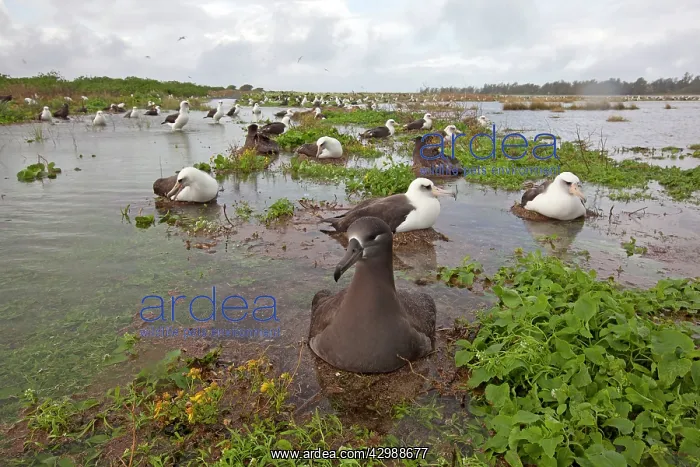 : Black-footed Albatross - on the nest in the water : Black-footed Albatross - on the nest in the water