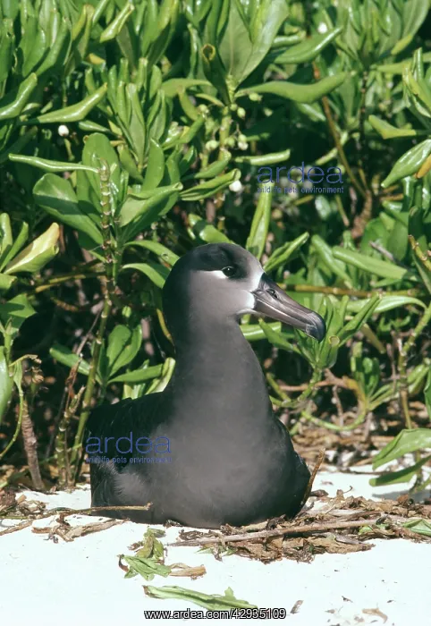 : Black-footed albatross - nesting : Black-footed albatross - nesting