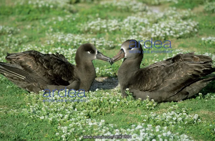: Black-Footed Albatross - pair bonding : Black-Footed Albatross - pair bonding