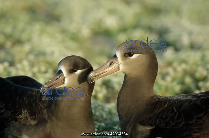 : Black-Footed Albatross - pair bonding : Black-Footed Albatross - pair bonding