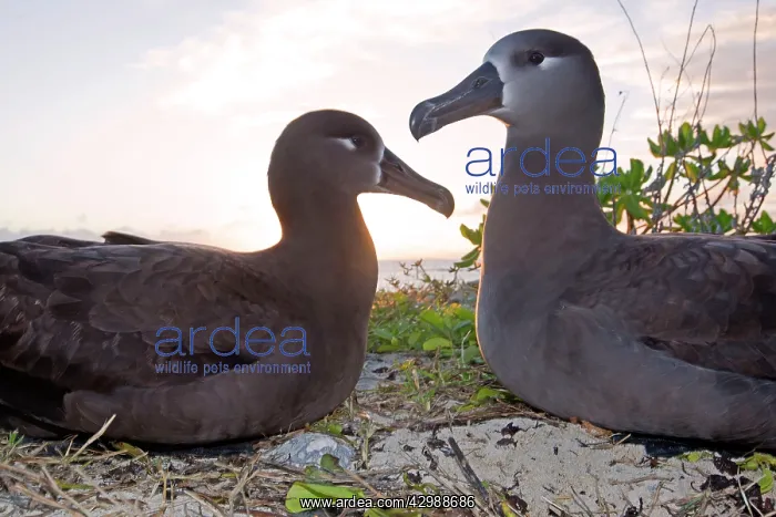 : Black-footed Albatross - at sunset : Black-footed Albatross - at sunset