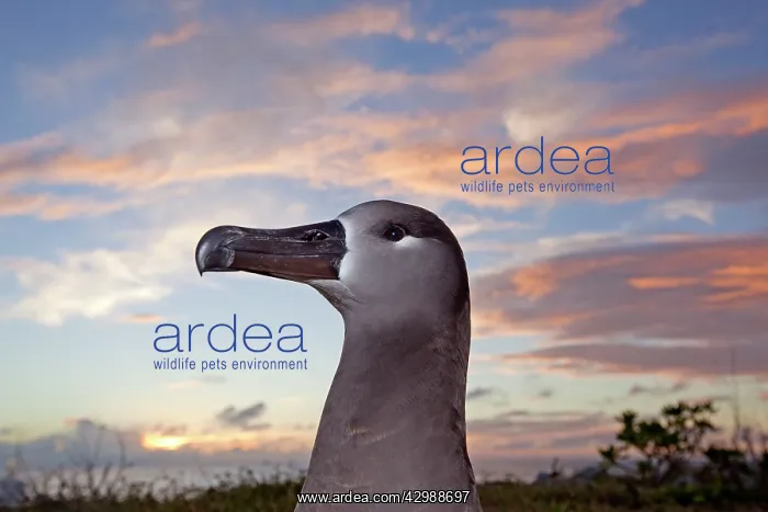 : Black-footed Albatross - at sunset : Black-footed Albatross - at sunset