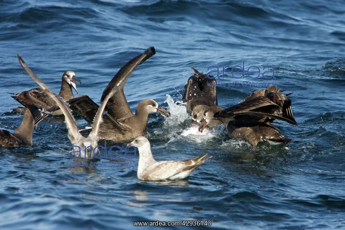 : Black-footed albatrosses and juvenile gulls feeding : Black-footed albatrosses and juvenile gulls feeding