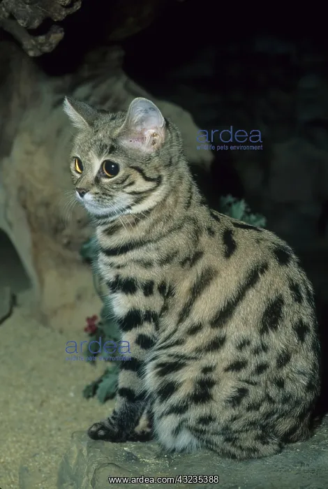 : Black-footed Cat, (Felis nigripes), SW Africa : Black-footed Cat, (Felis nigripes), SW Africa