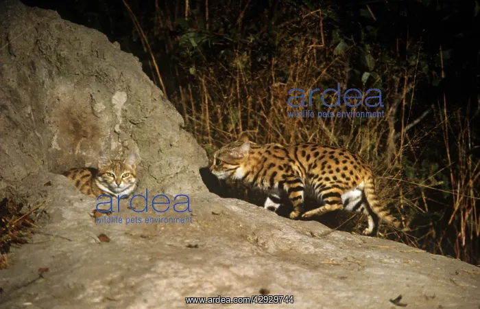 : Black-footed Cat / Small Spotted Cat - at den : Black-footed Cat / Small Spotted Cat - at den