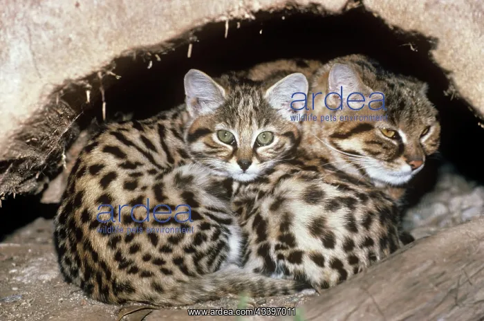 : Black-footed Cat / Small Spotted Cat - at den : Black-footed Cat / Small Spotted Cat - at den