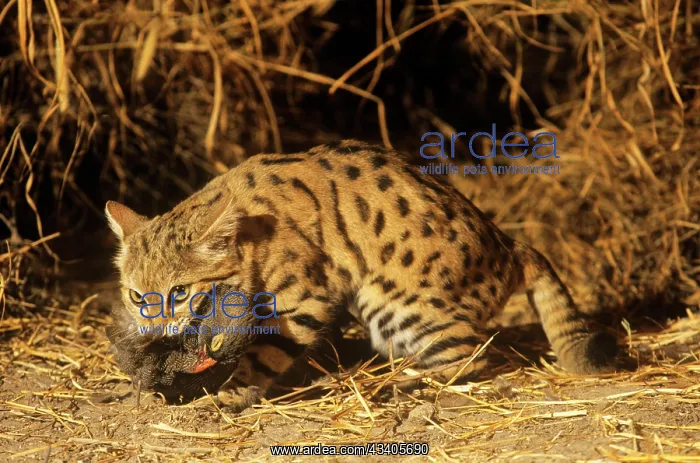 : Black-footed Cat / Small Spotted Cat - with Francolin kill : Black-footed Cat / Small Spotted Cat - with Francolin kill