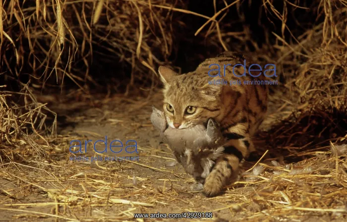 : Black-footed Cat / Small Spotted Cat - with kill : Black-footed Cat / Small Spotted Cat - with kill