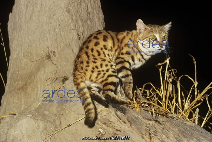 : Black-footed Cat / Small Spotted Cat - showing black feet : Black-footed Cat / Small Spotted Cat - showing black feet
