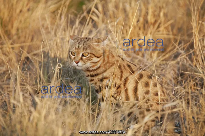 : Black-footed Cat / Small Spotted Cat - smallest African cat : Black-footed Cat / Small Spotted Cat - smallest African cat