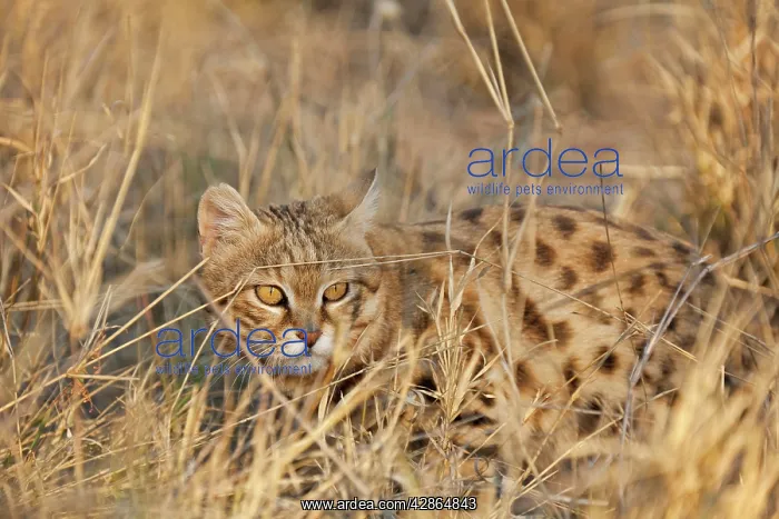: Black-footed Cat / Small Spotted Cat - smallest African cat : Black-footed Cat / Small Spotted Cat - smallest African cat