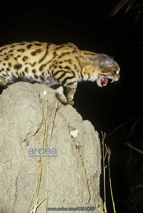 : Black-footed Cat / Small Spotted Cat - snarling : Black-footed Cat / Small Spotted Cat - snarling