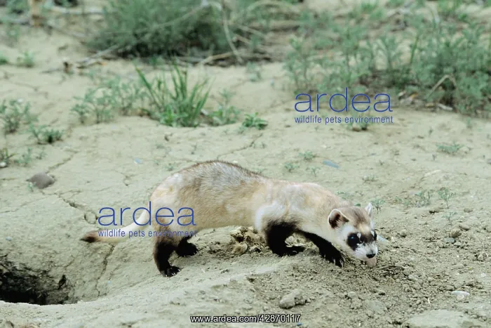 : Black-footed ferret : Black-footed ferret