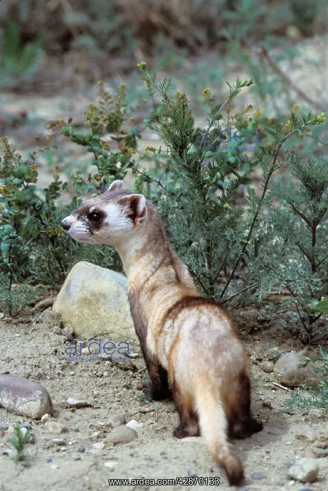 : Black-footed ferret : Black-footed ferret