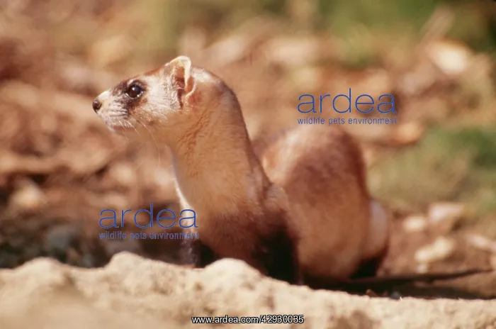 : BLACK-FOOTED FERRET : BLACK-FOOTED FERRET