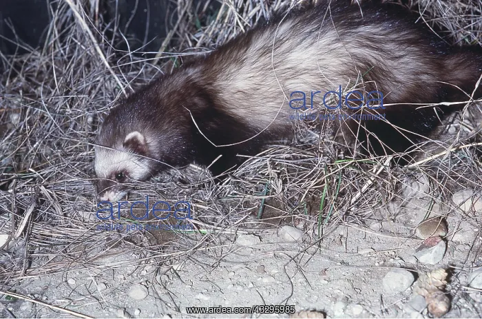 : BLACK-FOOTED FERRET : BLACK-FOOTED FERRET