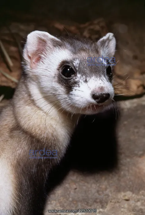 : BLACK-FOOTED FERRET - close-up : BLACK-FOOTED FERRET - close-up