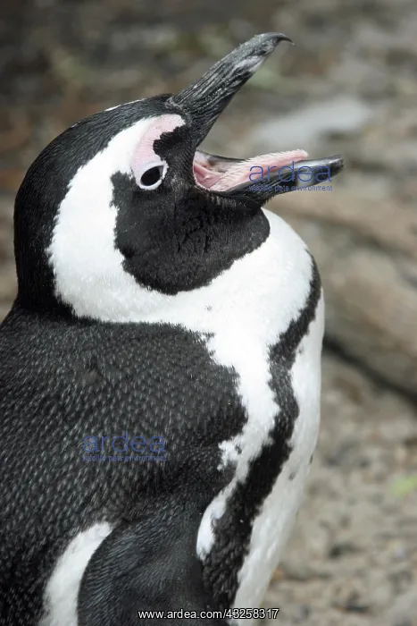 : Black-footed penguin (Spheniscus demersus), African : Black-footed penguin (Spheniscus demersus), African