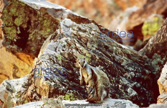 : Black-footed Rock-Wallaby : Black-footed Rock-Wallaby