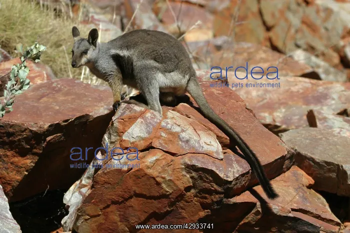 : Black-footed Rock-wallaby : Black-footed Rock-wallaby