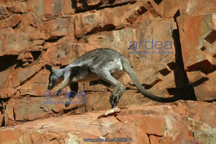 : Black-footed Rock-wallaby : Black-footed Rock-wallaby