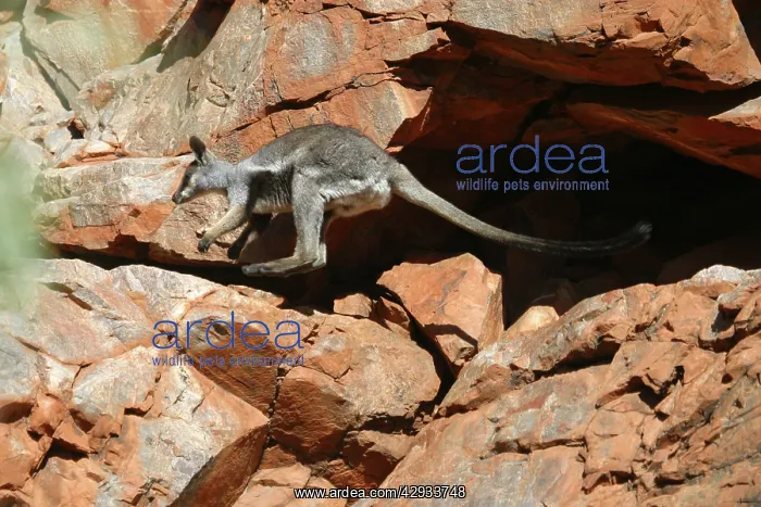 : Black-footed Rock-wallaby : Black-footed Rock-wallaby