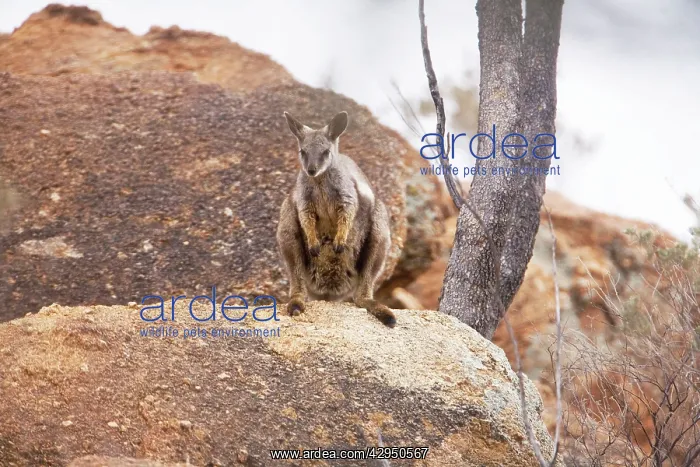 : Black-footed Rock Wallaby / Black-flanked Rock Wallaby : Black-footed Rock Wallaby / Black-flanked Rock Wallaby