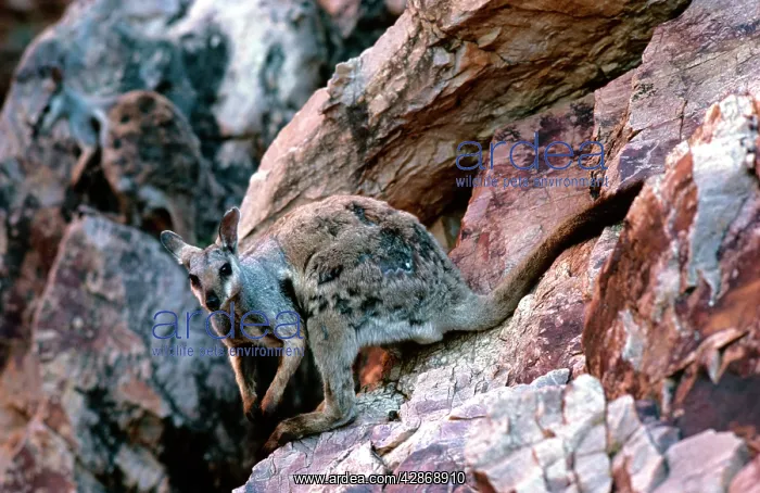 : Black-footed Rock-Wallaby - Moulting : Black-footed Rock-Wallaby - Moulting