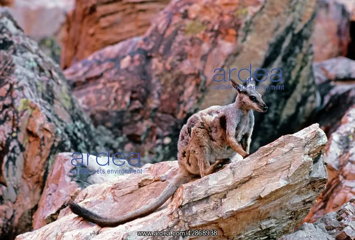 : Black-footed Rock-Wallaby - Moulting : Black-footed Rock-Wallaby - Moulting