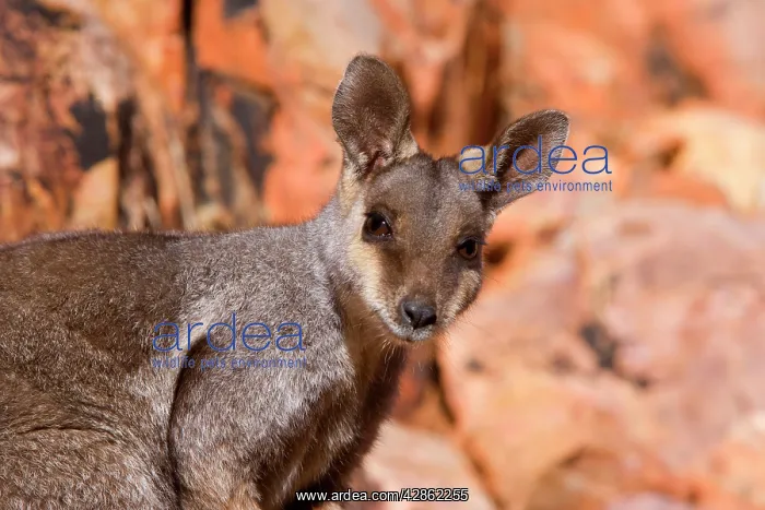  : Black-footed Rock-wallaby - portrait of an adult