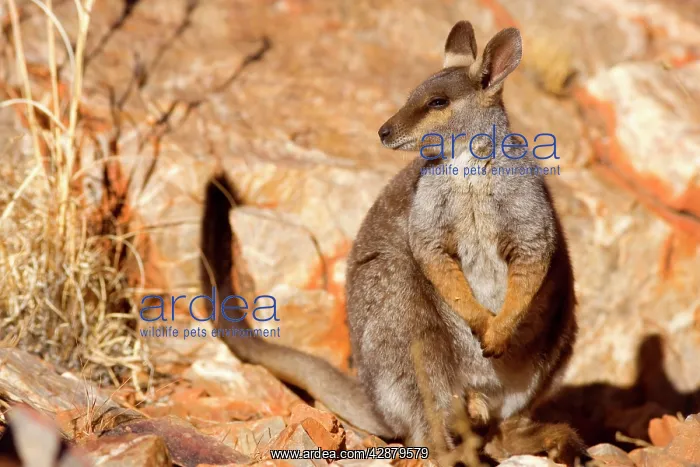: Black-footed Rock-wallaby - resting on top of steep cliff : Black-footed Rock-wallaby - resting on top of steep cliff