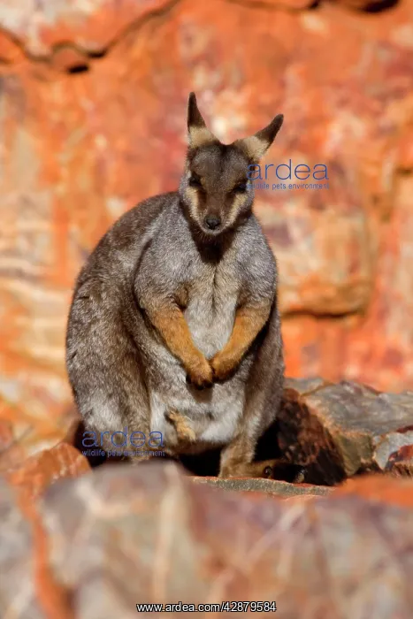 : Black-footed Rock-wallaby - resting on top of steep cliff : Black-footed Rock-wallaby - resting on top of steep cliff